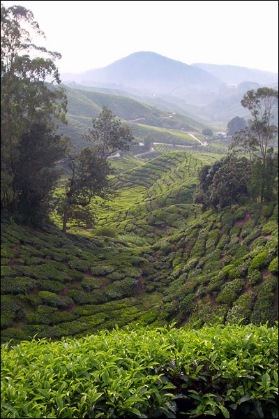 Malaysian tea plantation, July 2005, Malaysia