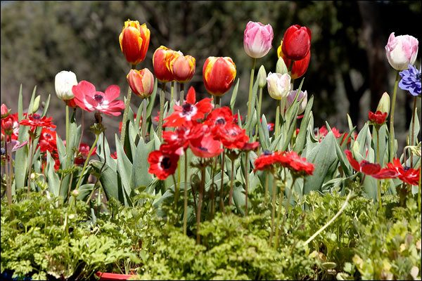 Tulips at Araluen Botanic Park, September 2016, Perth