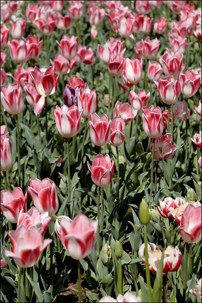 Pink tulips at Araluen Botanic Park, September 2016, Perth