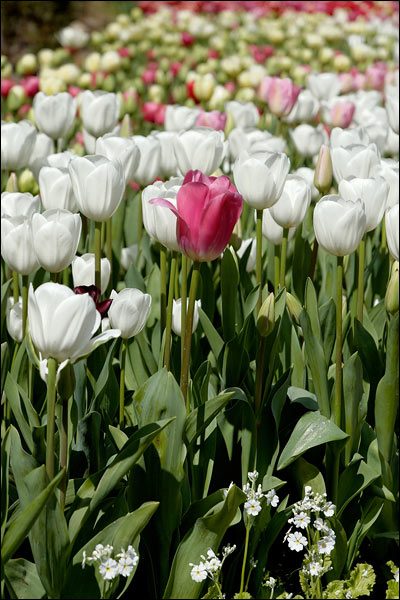 Pink tulip at Araluen Botanic Park, September 2016, Perth