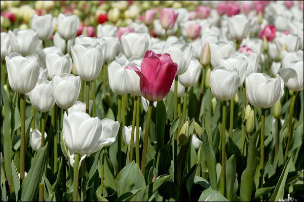 Pink tulip at Araluen Botanic Park, September 2016, Perth