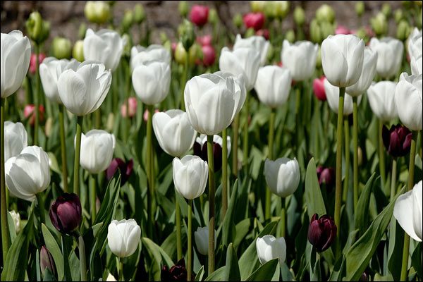 White tulips at Araluen Botanic Park, September 2016, Perth