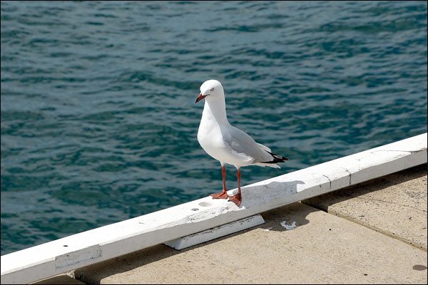 Seagull, October 2017, Busselton